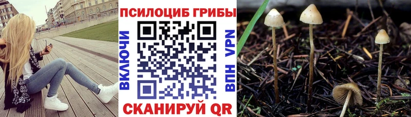 Псилоцибиновые грибы Cubensis  продажа наркотиков  Лодейное Поле 